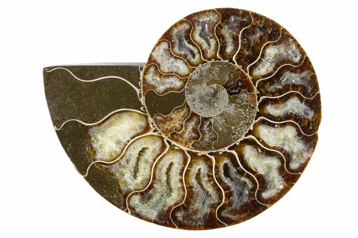 Cut & Polished Ammonite Fossil (Half) - Madagascar #345984